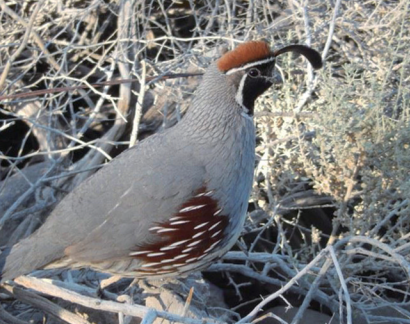 黑腹翎鶉的有情生活